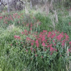 Centranthus ruber at Watson, ACT - 30 Oct 2022 06:38 PM