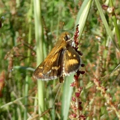 Taractrocera papyria (White-banded Grass-dart) at Googong, NSW - 30 Oct 2022 by Wandiyali