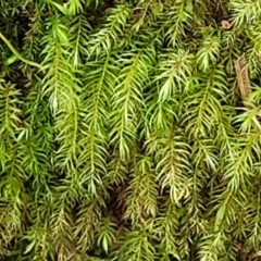 Unidentified Moss / Liverwort / Hornwort at Nambucca Heads, NSW - 30 Oct 2022 by trevorpreston