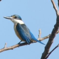 Todiramphus sanctus (Sacred Kingfisher) at Eli Waters, QLD - 19 Sep 2022 by Paul4K