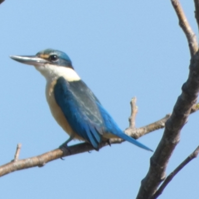 Todiramphus sanctus (Sacred Kingfisher) at Eli Waters, QLD - 20 Sep 2022 by Paul4K