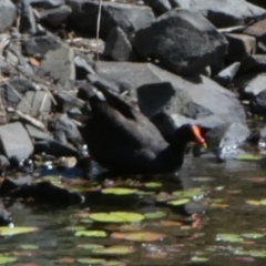 Gallinula tenebrosa (Dusky Moorhen) at Eli Waters, QLD - 20 Sep 2022 by Paul4K