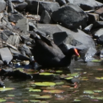 Gallinula tenebrosa (Dusky Moorhen) at Eli Waters, QLD - 20 Sep 2022 by Paul4K