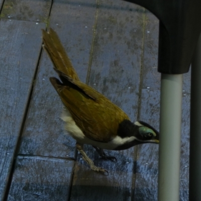 Entomyzon cyanotis (Blue-faced Honeyeater) at River Heads, QLD - 20 Sep 2022 by Paul4K