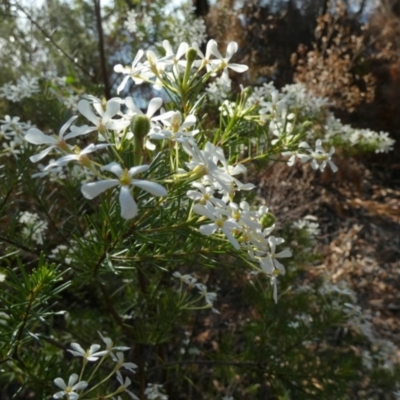 Ricinocarpos pinifolius (wedding bush) at K'gari, QLD - 20 Sep 2022 by Paul4K