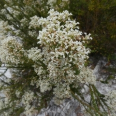 Ricinocarpos pinifolius at K'gari, QLD - 20 Sep 2022 03:52 PM