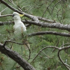 Cacatua galerita (Sulphur-crested Cockatoo) at K'gari, QLD - 21 Sep 2022 by Paul4K