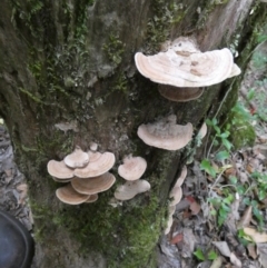 Unverified Pored or somewhat maze-like on underside [bracket polypores] at Great Sandy Strait, QLD - 21 Sep 2022 by Paul4K