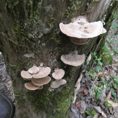 Unverified Pored or somewhat maze-like on underside [bracket polypores] at Great Sandy Strait, QLD - 21 Sep 2022 by Paul4K