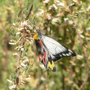 Delias harpalyce at Molonglo Valley, ACT - 30 Oct 2022