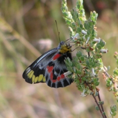 Delias harpalyce at Molonglo Valley, ACT - 30 Oct 2022