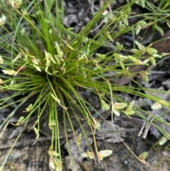 Isolepis levynsiana (Tiny Flat-sedge) at Sweeney's TSR - 29 Oct 2022 by JaneR