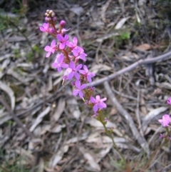 Stylidium graminifolium (Grass Triggerplant) at Molonglo Valley, ACT - 29 Oct 2022 by MatthewFrawley