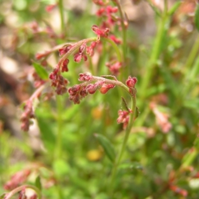 Gonocarpus tetragynus (Common Raspwort) at Molonglo Valley, ACT - 30 Oct 2022 by MatthewFrawley