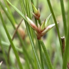 Juncus homalocaulis (A Rush) at Sweeney's Travelling Stock Reserve - 29 Oct 2022 by JaneR