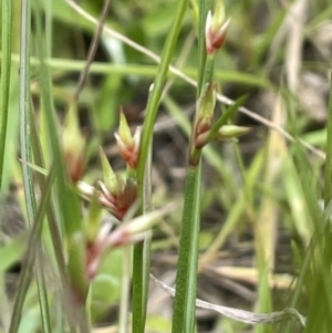 Juncus homalocaulis at Lake George, NSW - 29 Oct 2022