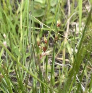 Juncus homalocaulis at Lake George, NSW - 29 Oct 2022