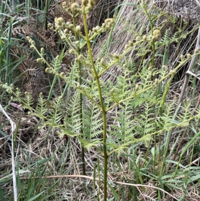 Pteridium esculentum (Bracken) at Sweeney's Travelling Stock Reserve - 29 Oct 2022 by JaneR