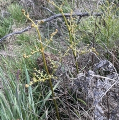 Pteridium esculentum at Lake George, NSW - 29 Oct 2022