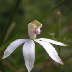 Caladenia moschata (Musky Caps) at Molonglo Valley, ACT - 30 Oct 2022 by MatthewFrawley