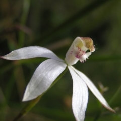 Caladenia moschata at Molonglo Valley, ACT - suppressed