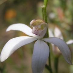 Caladenia moschata at Molonglo Valley, ACT - suppressed