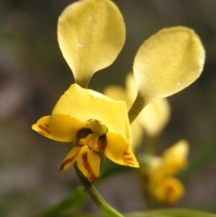 Diuris nigromontana (Black Mountain Leopard Orchid) at Molonglo Valley, ACT - 29 Oct 2022 by MatthewFrawley