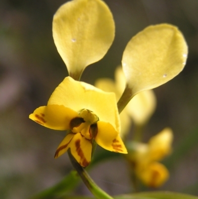 Diuris nigromontana (Black Mountain Leopard Orchid) at Molonglo Valley, ACT - 29 Oct 2022 by MatthewFrawley