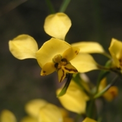 Diuris nigromontana at Molonglo Valley, ACT - 30 Oct 2022