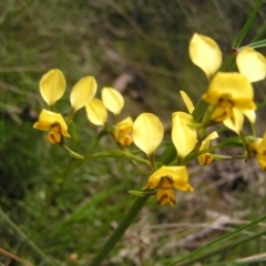 Diuris nigromontana at Molonglo Valley, ACT - 30 Oct 2022