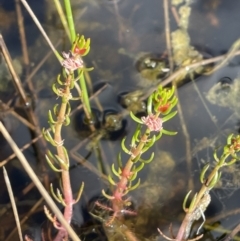 Myriophyllum variifolium (Varied Water-milfoil) at Lake George, NSW - 29 Oct 2022 by JaneR