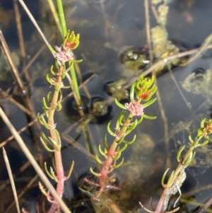 Myriophyllum variifolium at Lake George, NSW - 29 Oct 2022