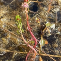 Myriophyllum variifolium at Lake George, NSW - 29 Oct 2022 04:44 PM