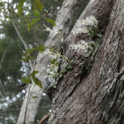 Dockrillia linguiformis (Thumb-nail Orchid) at Fraser Island (K'gari), QLD - 21 Sep 2022 by Paul4K