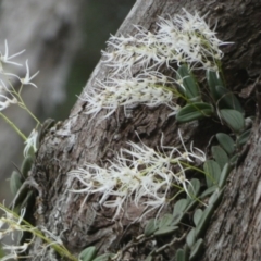 Dockrillia linguiformis at Fraser Island (K'gari), QLD - suppressed