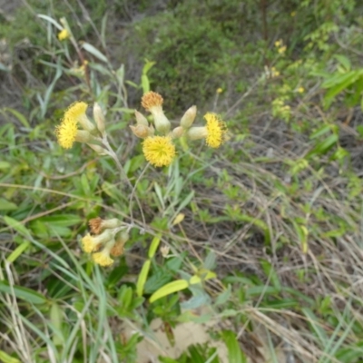 Senecio sp. at Eurong, QLD - 21 Sep 2022 by Paul4K