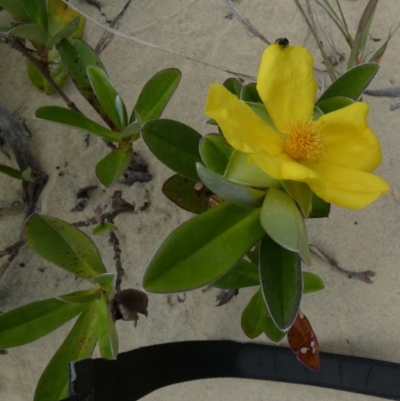 Hibbertia scandens (Climbing Guinea Flower) at Eurong, QLD - 21 Sep 2022 by Paul4K