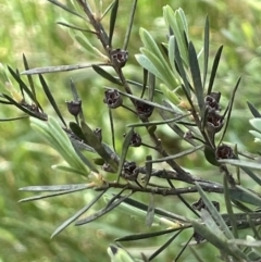 Kunzea ericoides (Burgan) at Sweeney's Travelling Stock Reserve - 29 Oct 2022 by JaneR