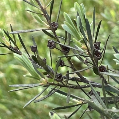 Kunzea ericoides (Burgan) at Lake George, NSW - 29 Oct 2022 by JaneR