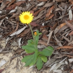 Xerochrysum sp. (North Stradbroke Island L.Durrington 675) at Eurong, QLD - 21 Sep 2022 by Paul4K