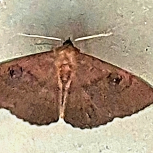 Dasypodia selenophora at Gundaroo, NSW - 31 Oct 2022