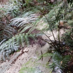 Unidentified Fern or Clubmoss at Great Sandy Strait, QLD - 21 Sep 2022 by Paul4K