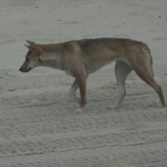 Canis lupus (Dingo / Wild Dog) at K'gari, QLD - 22 Sep 2022 by Paul4K