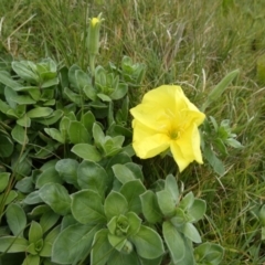 Oenothera drummondii (Beach Evening Primrose) at Fraser Island (K'gari), QLD - 22 Sep 2022 by Paul4K