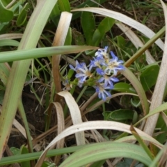 Unidentified Other Wildflower or Herb at Fraser Island (K'gari), QLD - 22 Sep 2022 by Paul4K