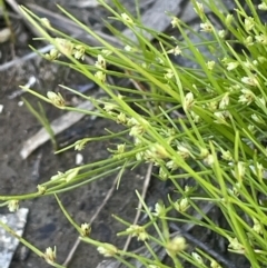 Isolepis subtilissima (Dwarf Clubsedge) at Sweeney's TSR - 29 Oct 2022 by JaneR