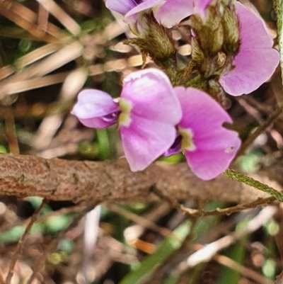 Glycine clandestina (Twining Glycine) at Gundaroo, NSW - 29 Oct 2022 by Gunyijan