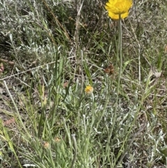 Leucochrysum albicans subsp. albicans (Hoary Sunray) at Lake George, NSW - 29 Oct 2022 by JaneR