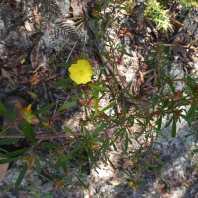 Hibbertia linearis (Showy Guinea Flower) at K'gari, QLD - 23 Sep 2022 by Paul4K