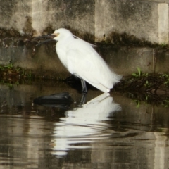 Egretta garzetta (Little Egret) at Eli Waters, QLD - 24 Sep 2022 by Paul4K